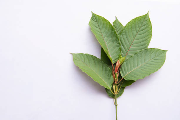 Top 5 Kratom-CBD Products for Managing Stress