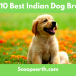Best Indian Dog Breeds