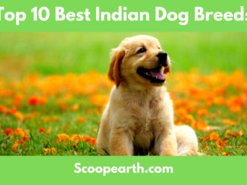 Best Indian Dog Breeds