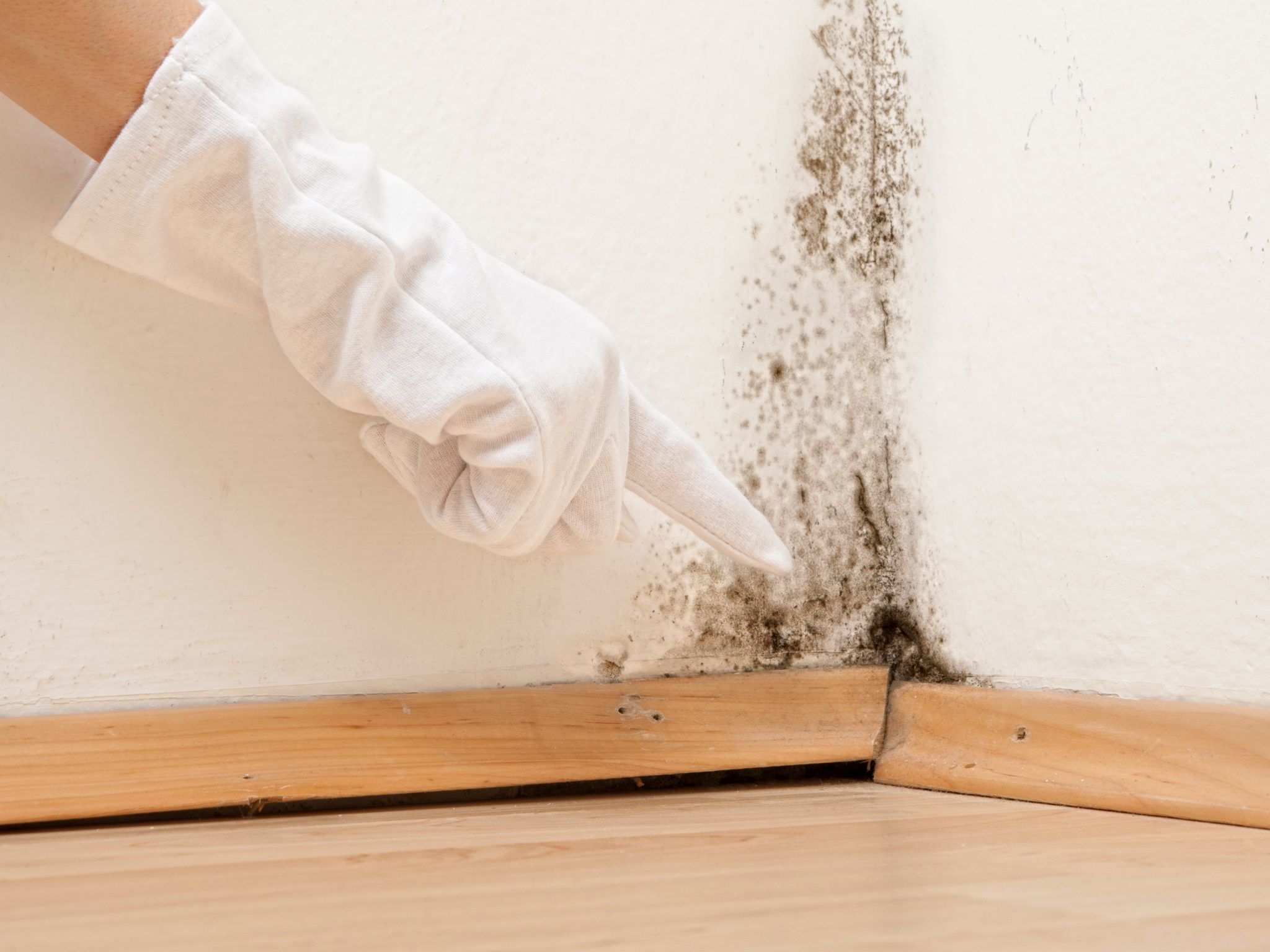 Tips for a Mold-Free Home: How to Keep Your House Clean and Fresh