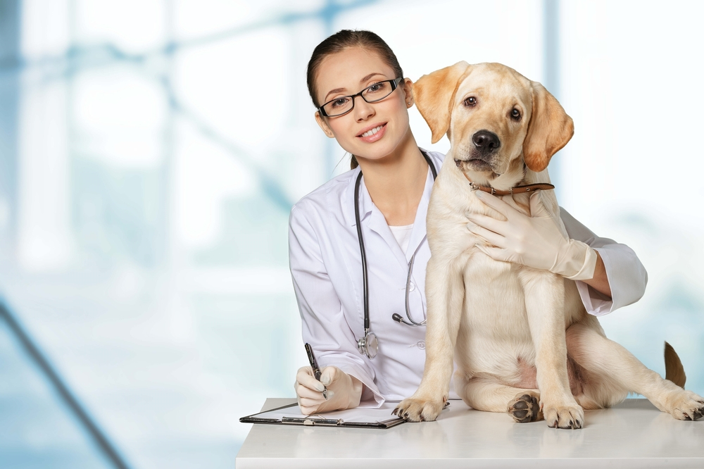 Symptoms and Prevention of Dog Diseases