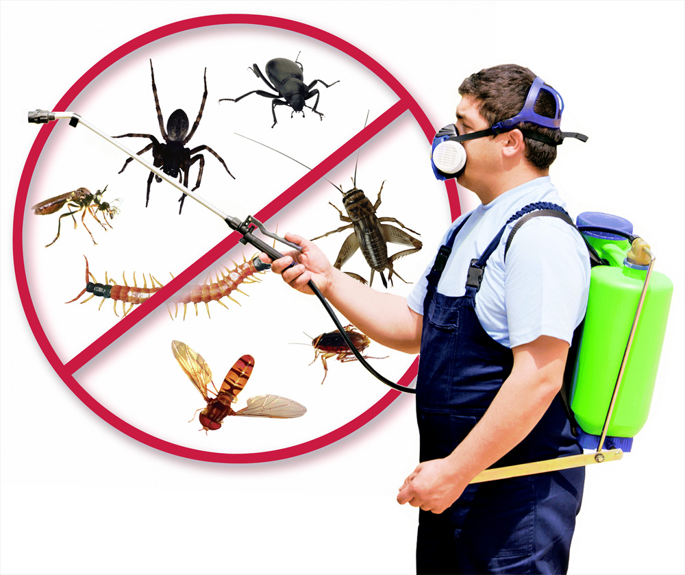 Why Do You Need Pest Control Services at Cedar Park?