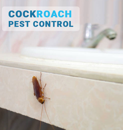 Pest Treatment