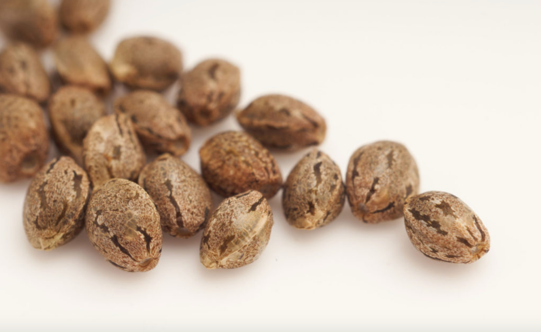Top 10 Best Cheap Marijuana Seeds