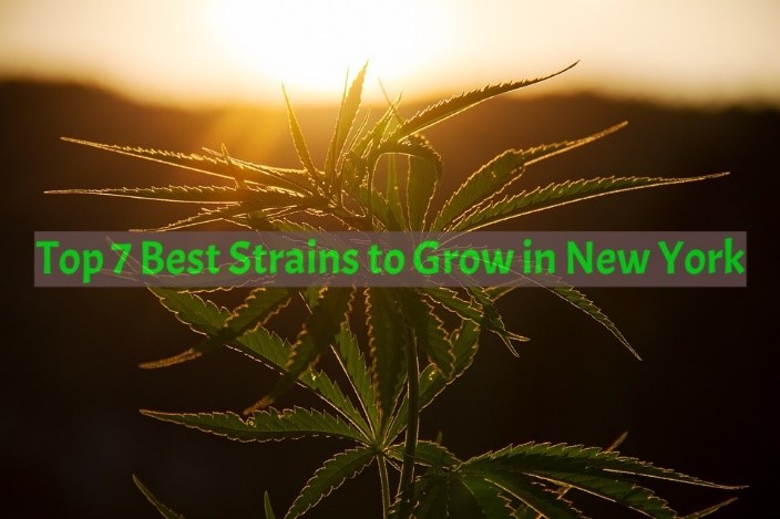 Top 7 Best Strains to Grow in New York