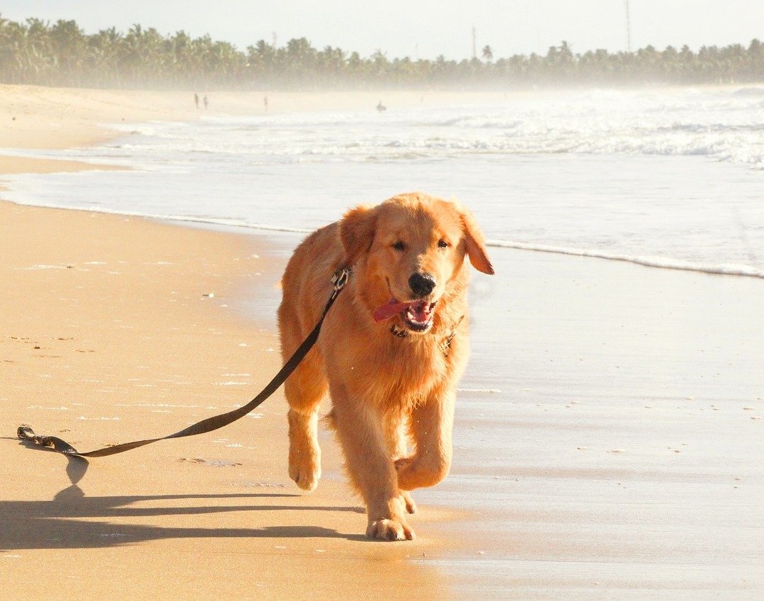 10 safety tips for summer beach trips with your dog