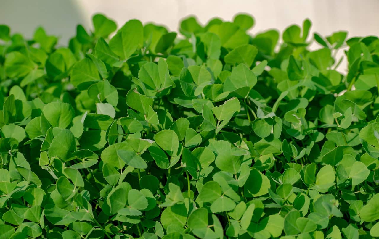 green fenugreek benefits for your health