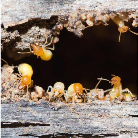 Termite Control - How to Get a Termite Protection Contract