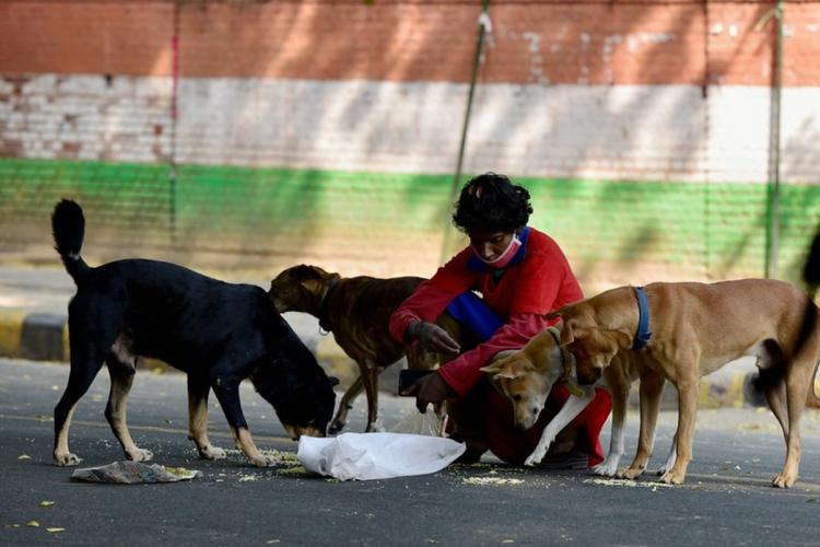 Delhi HC and Supreme Court give support to Citizens’ right to feed stray dogs