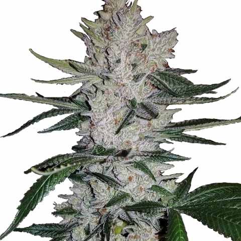 gorilla glue gg4 marijuana seeds feminized 1