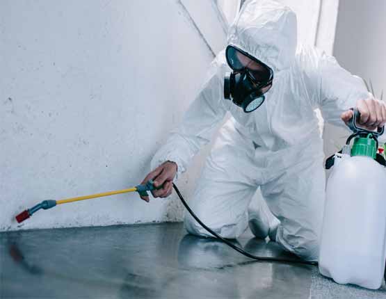 renowned pest control company in kogarah