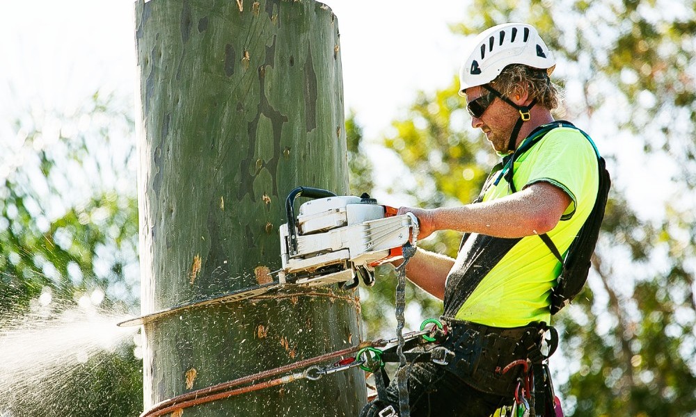 tree removal Adelaide featureimg
