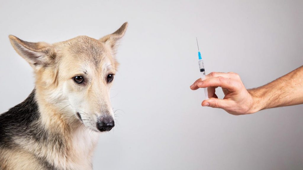 India gets it’s first Covid-19 vaccine developed for animals