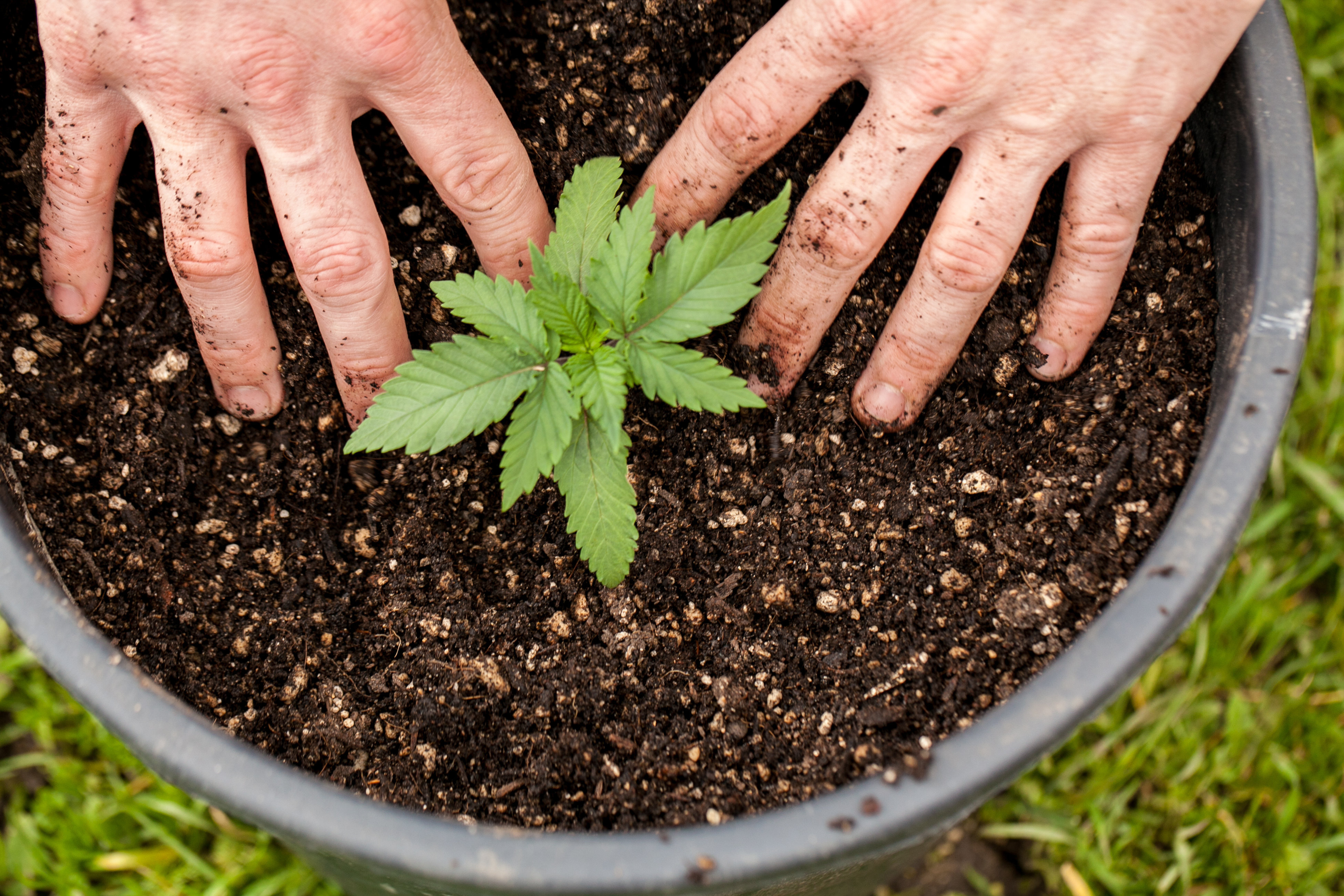 How To Grow Marijuana In Canada