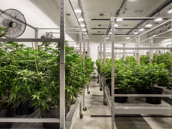 Must-Have Features of a Cannabis Grow-op Steel Buildings     