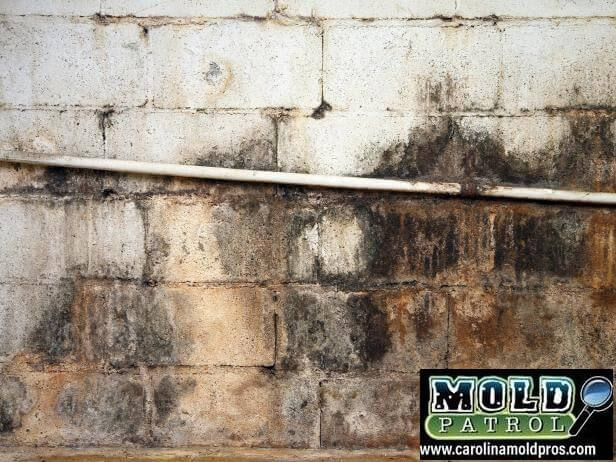 Mold Removal NC: How To Protect Your Home And Family