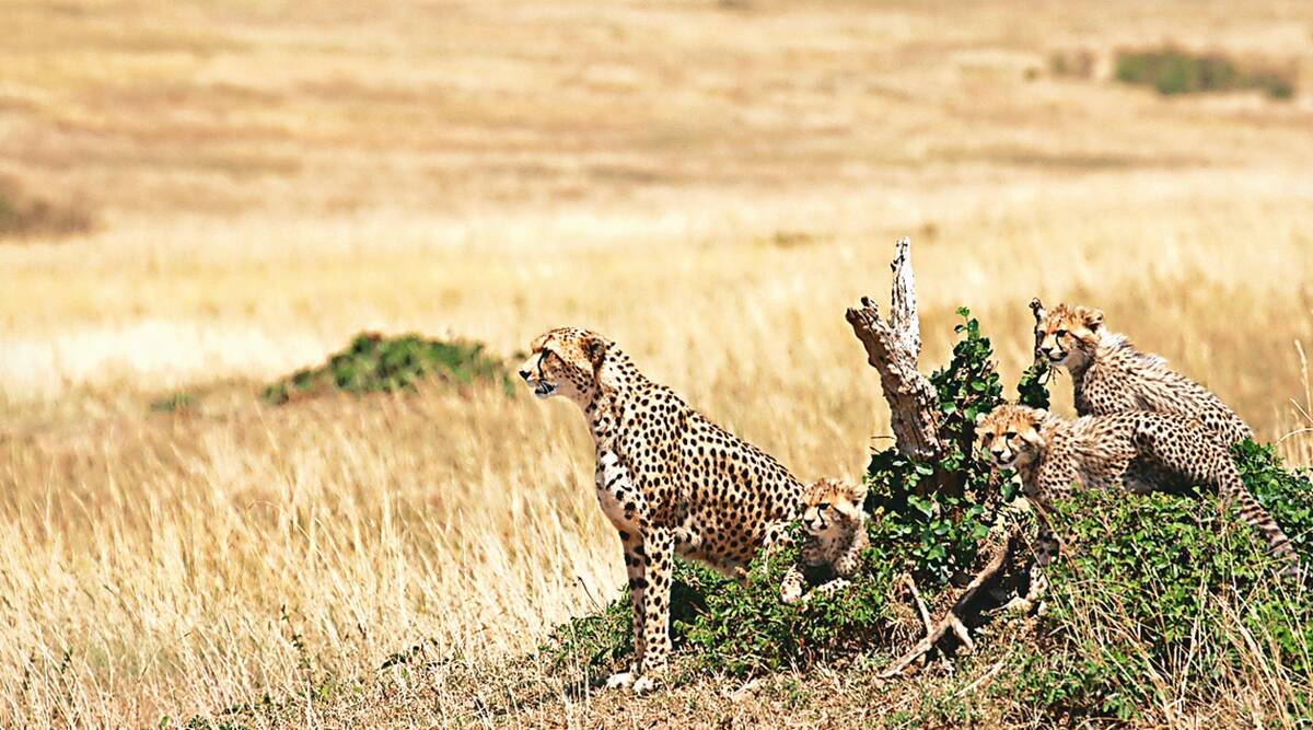 Cheetahs return to India from South Africa 70 years after being declared extinct
