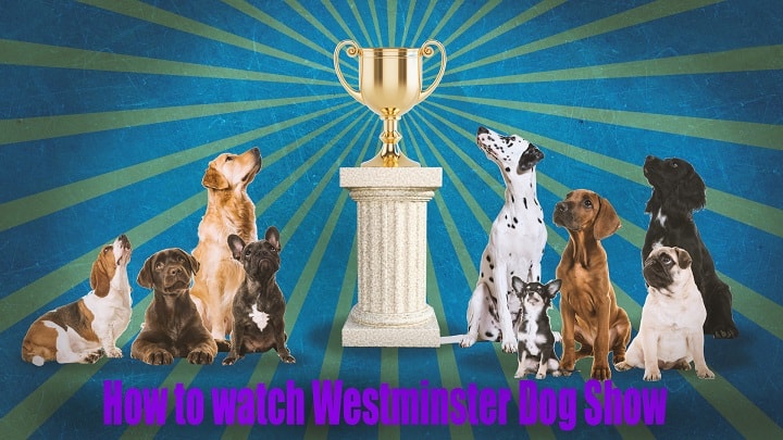 how to watch westminster dog show