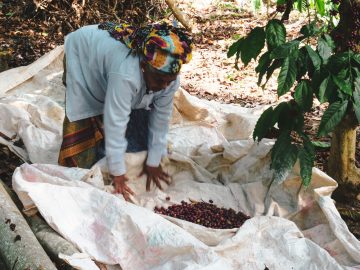 African Coffee Origins – A Look Inside This Treasured Industry