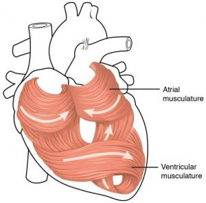 coronary artery disease almagordo