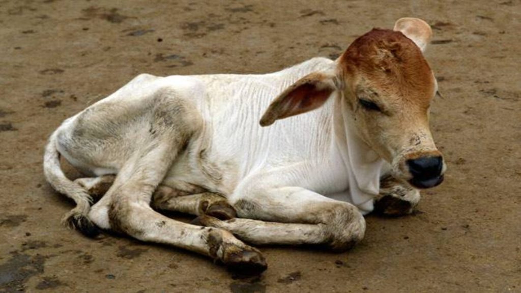 IVF successful in birth of indigenous cow at Pune’s Mahatma Phule University