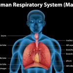 human respiratory system 1308 86063