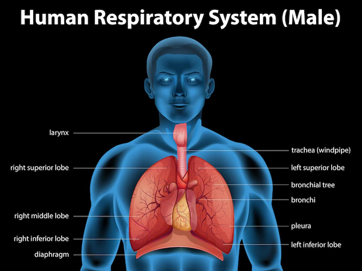 human respiratory system 1308 86063