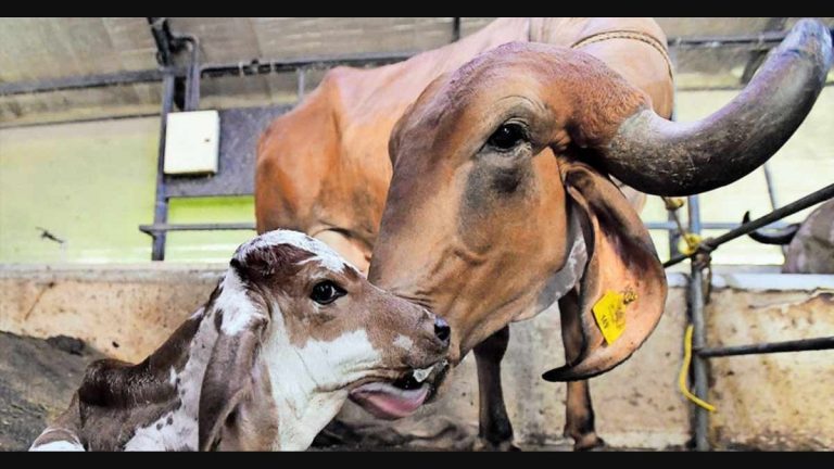 IVF successful in birth of indigenous cow at Pune’s Mahatma Phule University