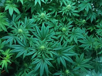 How to properly grow marijuana outdoors