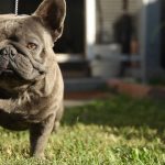 Average Yearly Expenses Of Your New French Bulldog