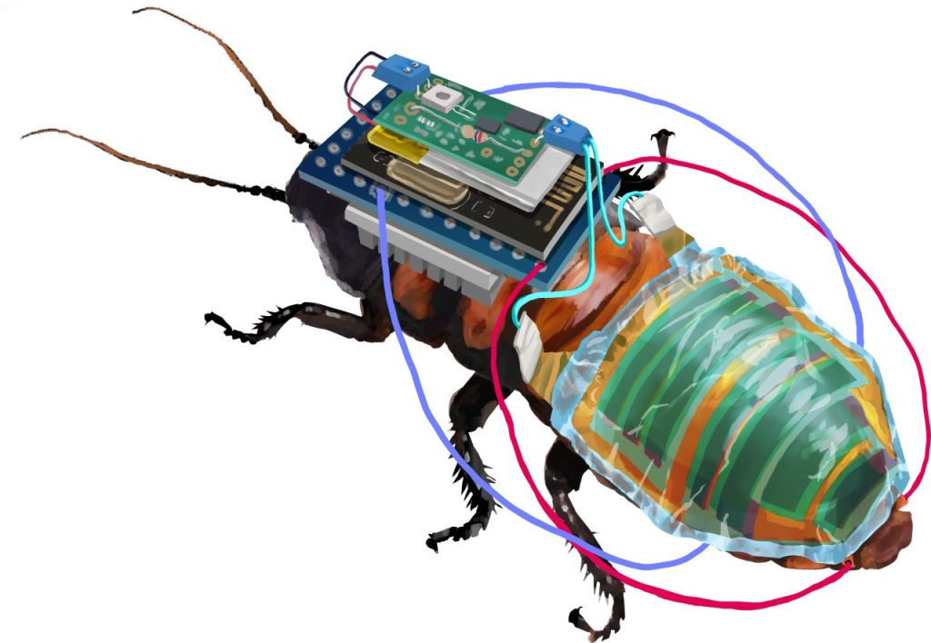 ‘Cyborg’ cockroaches to be used for urban surveillance and rescue missions