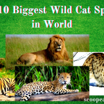 Biggest Wild Cat Species in World