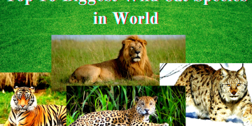 Biggest Wild Cat Species in World