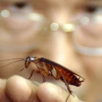‘Cyborg’ cockroaches to be used for urban surveillance and rescue missions