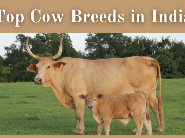 Cow Breeds in India