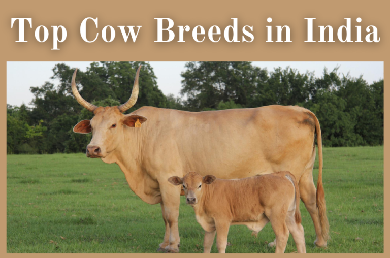 Cow Breeds in India