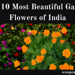 Most Beautiful Garden Flowers of India