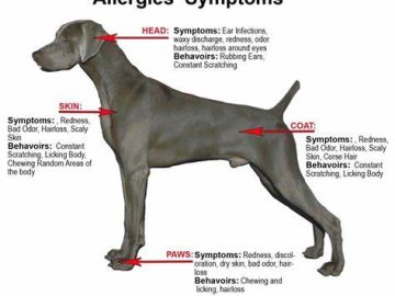 Signs That Your Dog is in Good Health