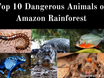 Dangerous Animals of Amazon Rainforest