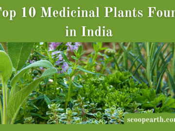 Medicinal Plants Found in India