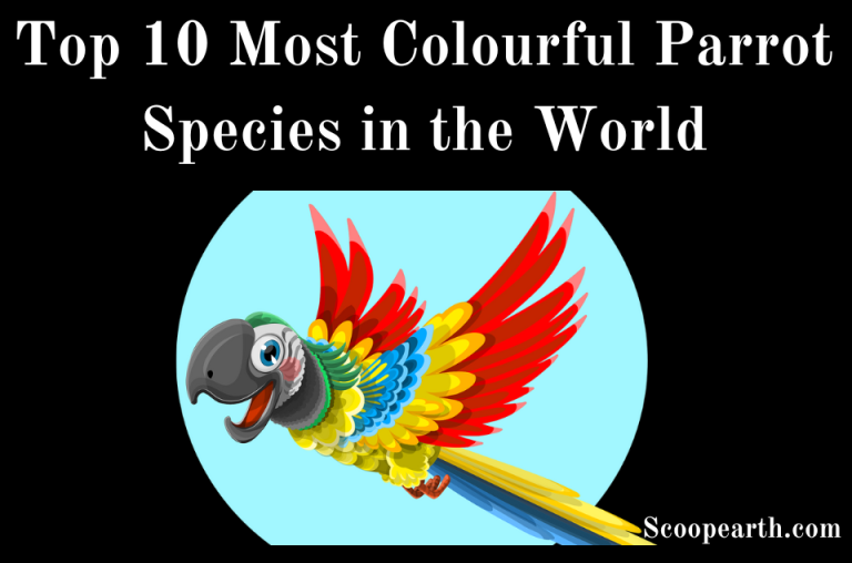 Most Colourful Parrot Species in the World