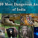 Most Dangerous Animals of India
