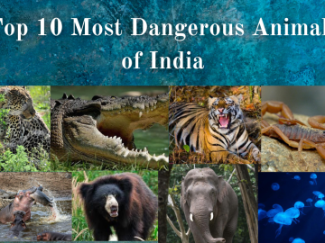 Most Dangerous Animals of India