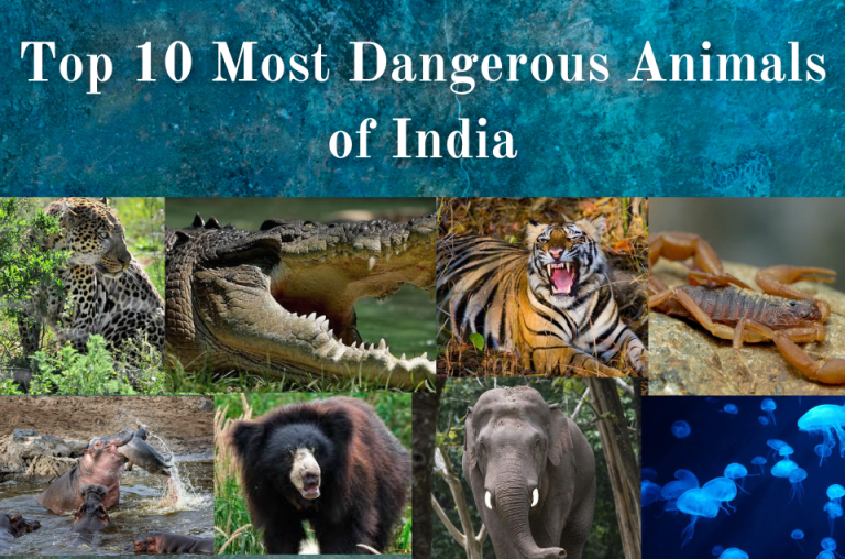 Top 10 Most Dangerous Animals of India