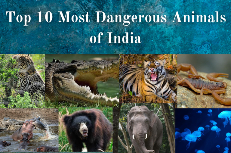 Top 10 Most Dangerous Animals of India Top 10 Most Dangerous Animals of India
