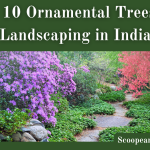 Ornamental Trees for Landscaping in India