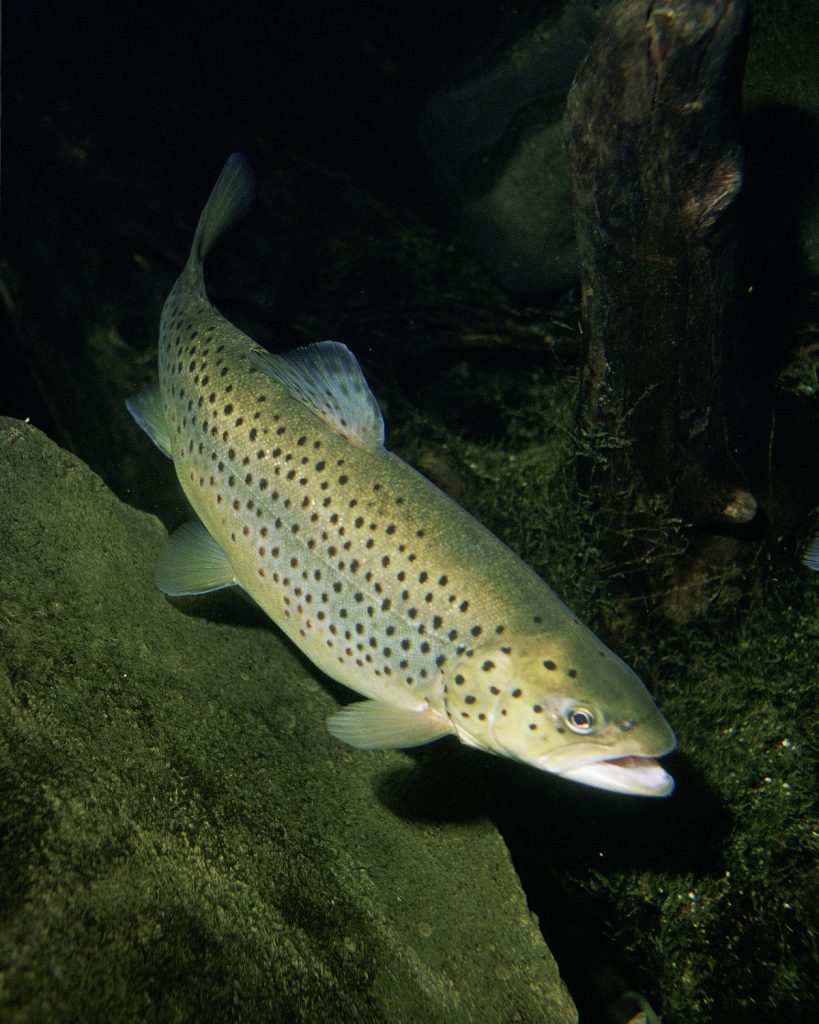 1200px Salmo trutta