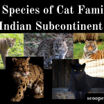 Species of Cat Family in Indian Subcontinent