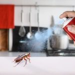 Best way to kill cockroaches