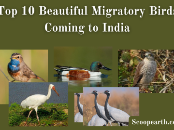 Beautiful Migratory Birds Coming to India